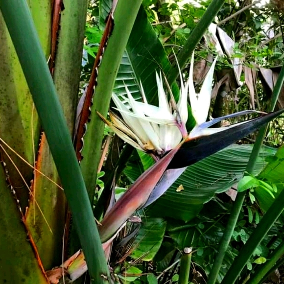 Meet your Posher, D suzanne - Picture 1 of 2